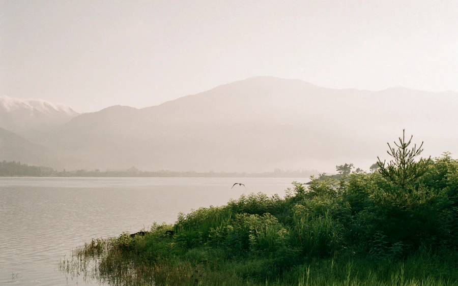 An egret above the misty water of Lake Kawaguchiko