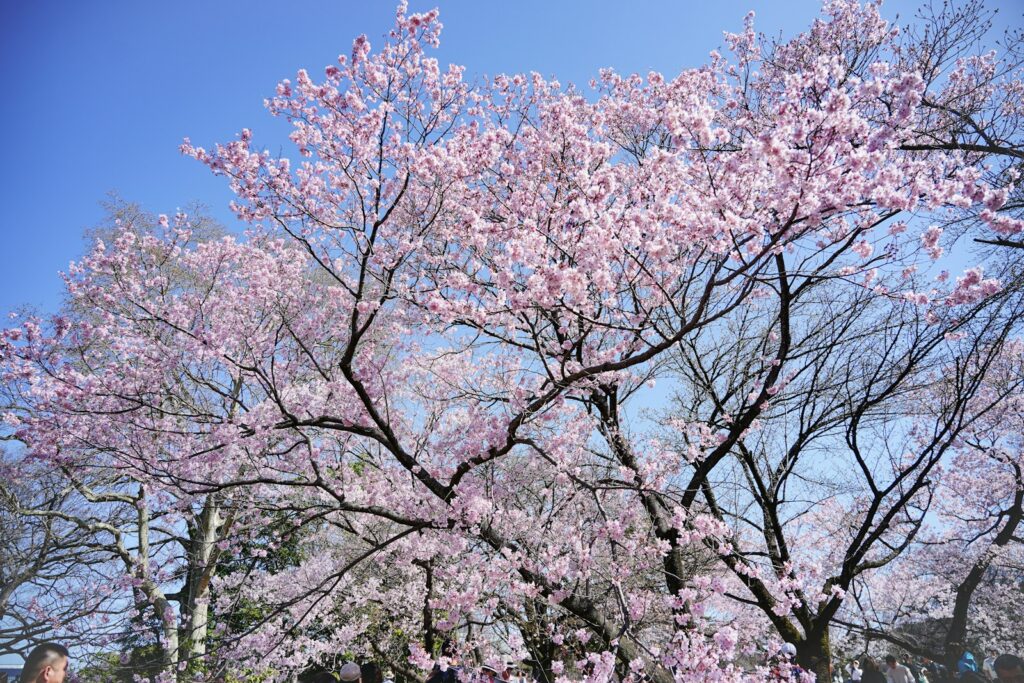 Cherry blossoms photographed at Shinjuku Gyoen by Zion C; a past seasonal photograph, not a forecast of 2027 conditions.