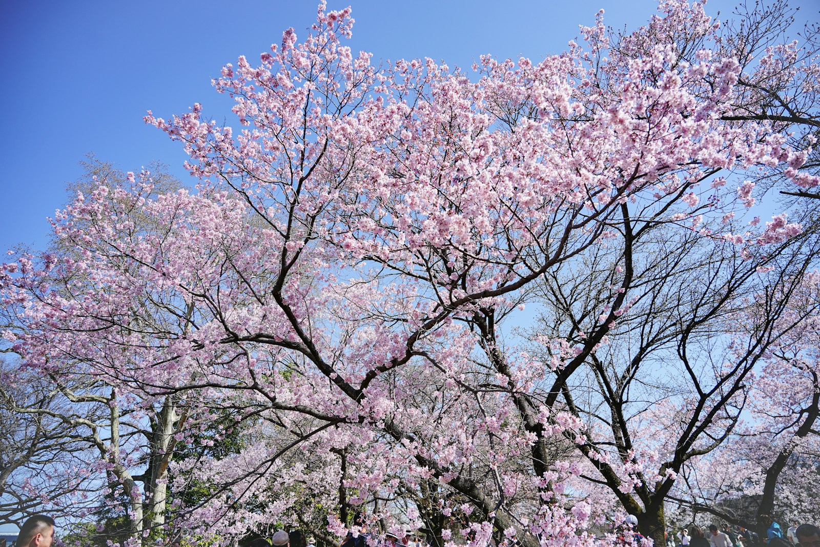 Cherry blossoms photographed at Shinjuku Gyoen by Zion C; a past seasonal photograph, not a forecast of 2027 conditions.